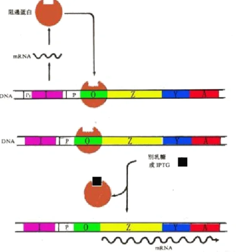 生物科技:未来医疗的革新之路
